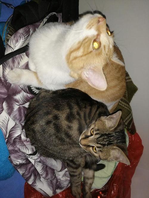 娱乐圈吃瓜猫是谁